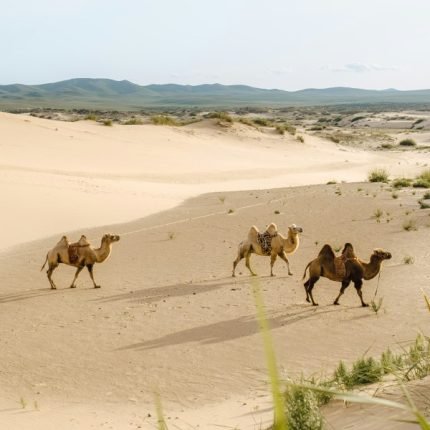 Mongolie