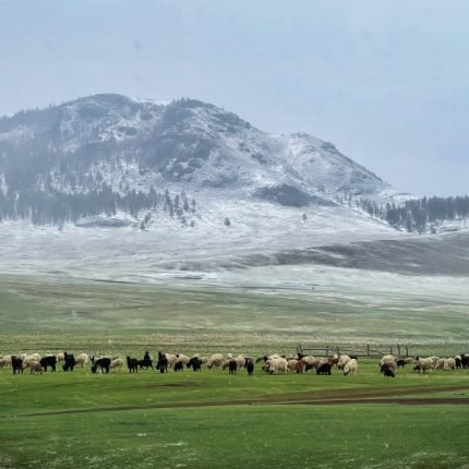Orxon, Bulgan, Mongolie