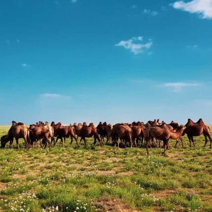 Tsagaan suvarga-Mongolie